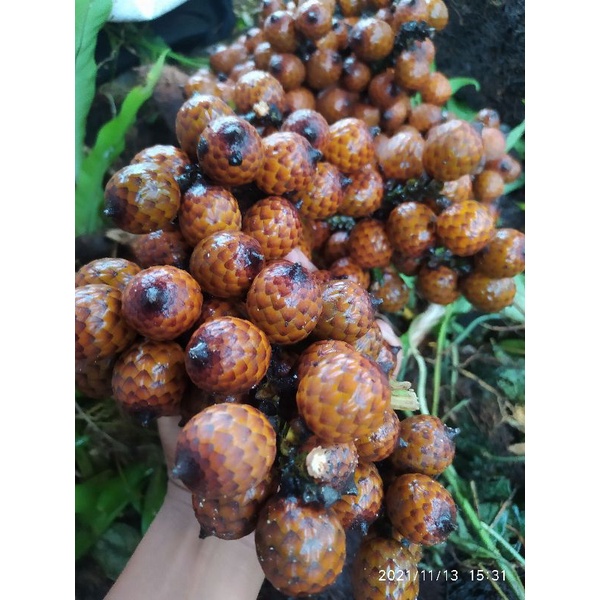 

buah jernang 1 kg
