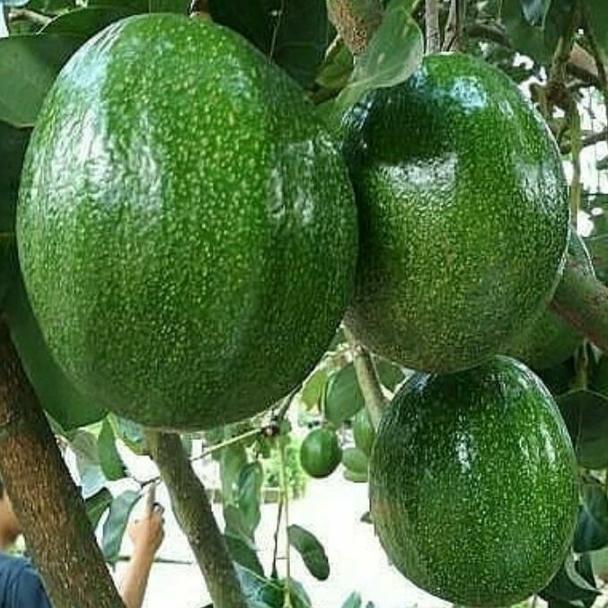 Bibit Alpukat jumbo Markus