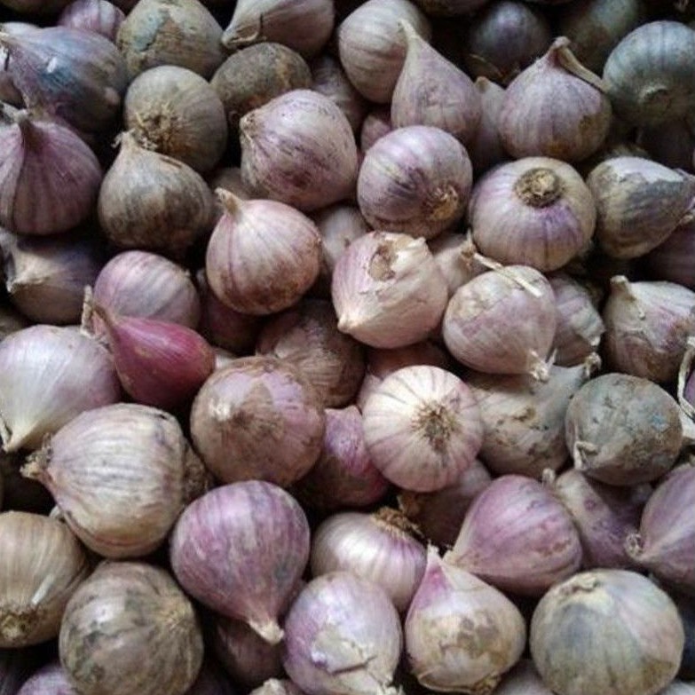 

BAWANG PUTIH LANANG / TUNGGAL FRESH KUALITAS PREMIUM 250 GRAM / PACK