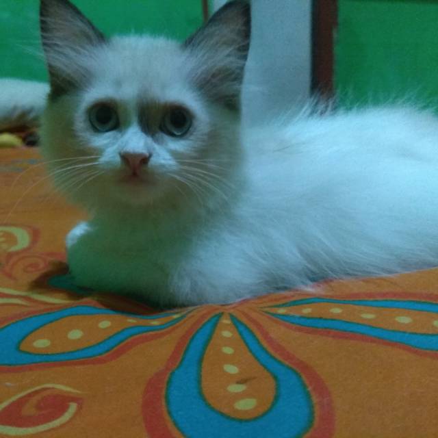 Anakan kucing persia fleatnose Betina