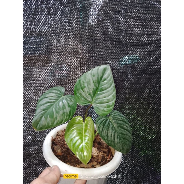 philodendron sodiroi