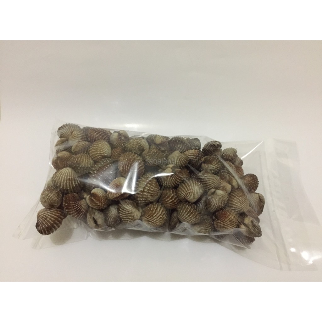 

Kerang Dara