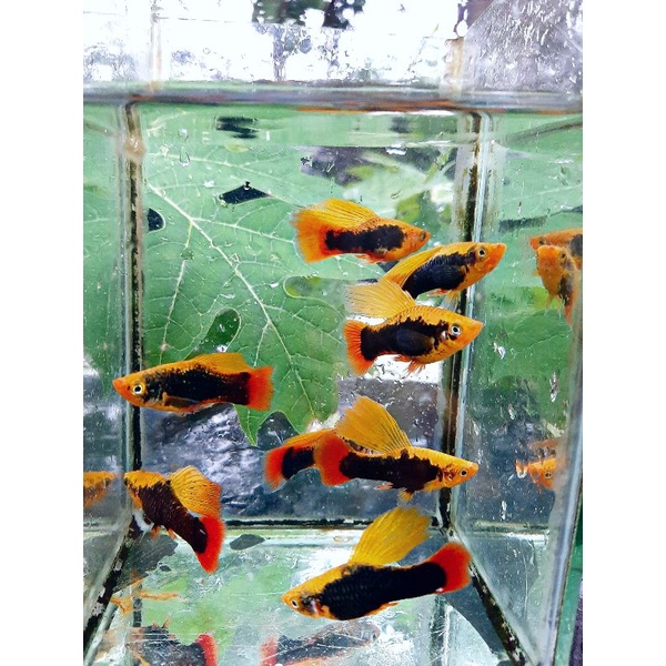 platy  variatus hawai