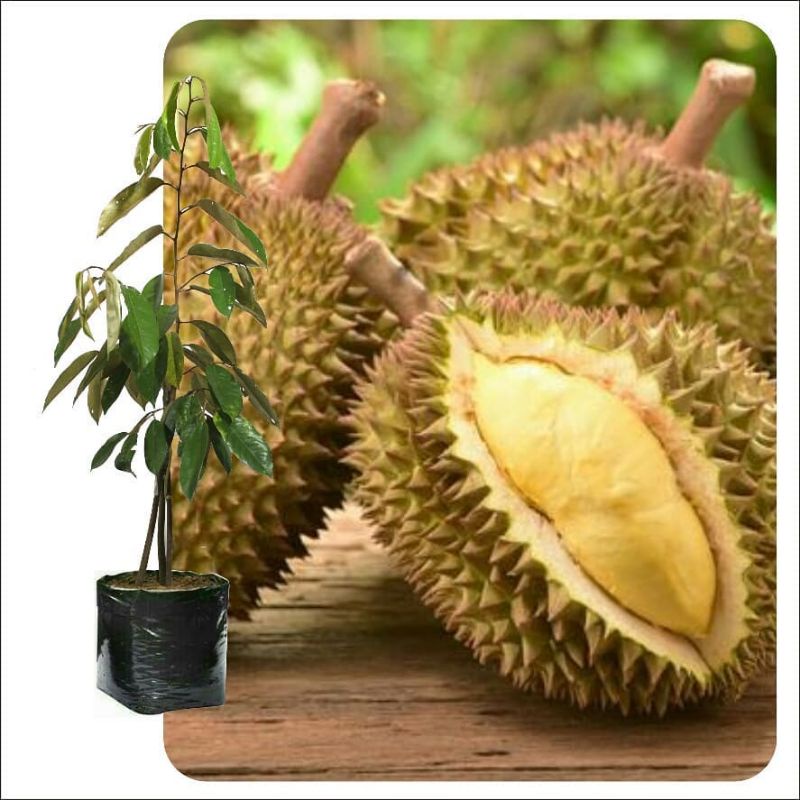 Bibit Durian Kaki Tiga Bawor