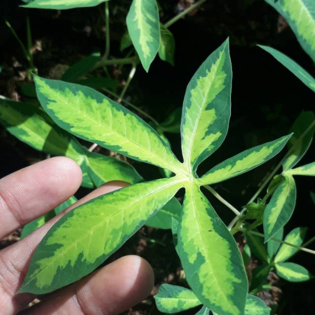 Bibit Tanaman Singkong Varigata - Pohon Singkong Hias Varigata - Tanaman Hias Singkong Varigata