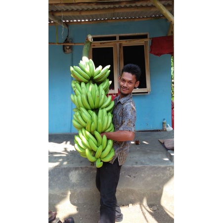 bibit pisang Ambon warangan