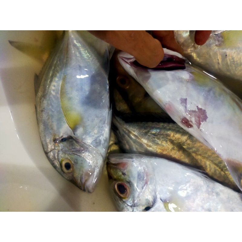

ikan kuwe segar 1kg