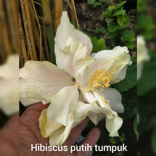 tanaman hias hibiscus putih tumpuk / bunga sepatu tumpuk / ribang