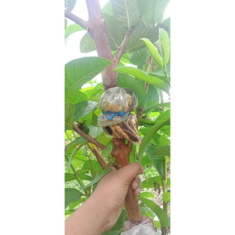 bibit cangkok Jambu kristal merah jumbo batang besar 2 paket