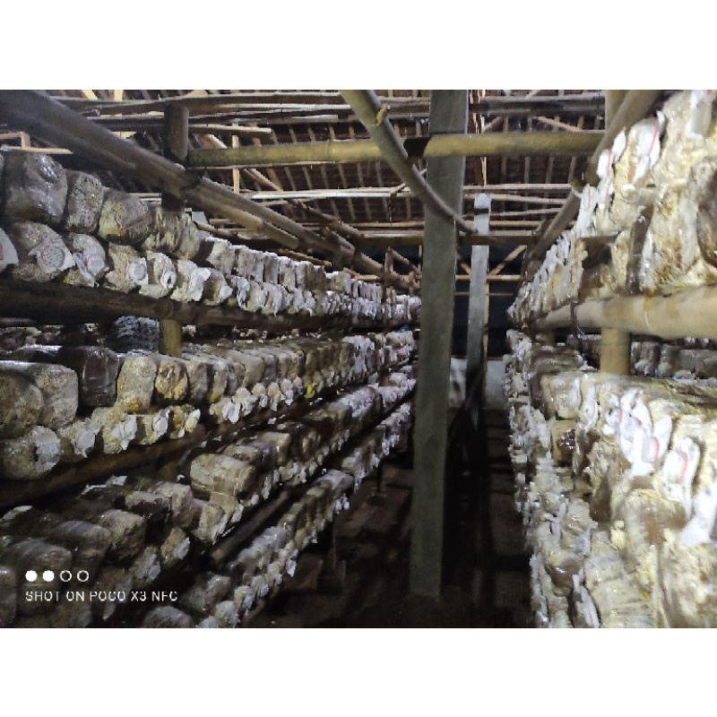 

Beglog jamur tiram siap produksi 3-5 Hari