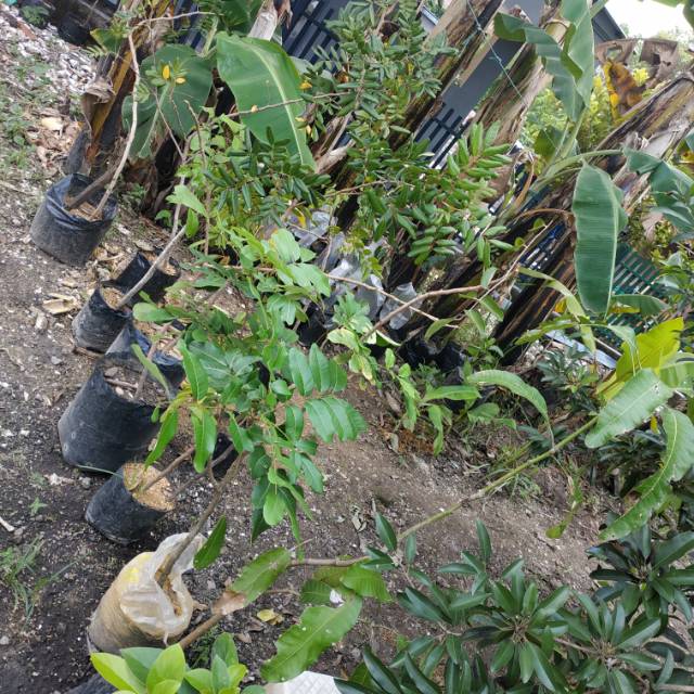 Bibit Kelengkeng Pimpong hasil cangkokan