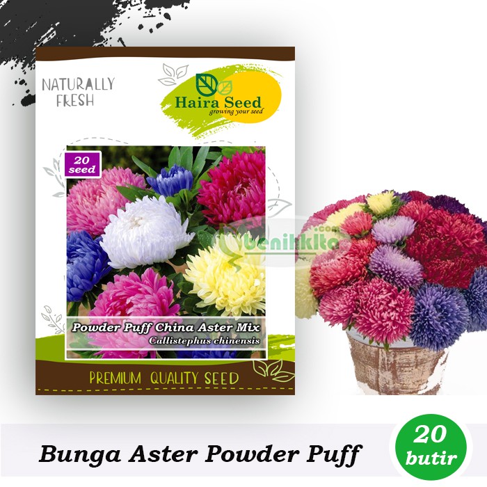 Benih-Bibit Bunga Aster Powder Puff Mix (Haira Seed)