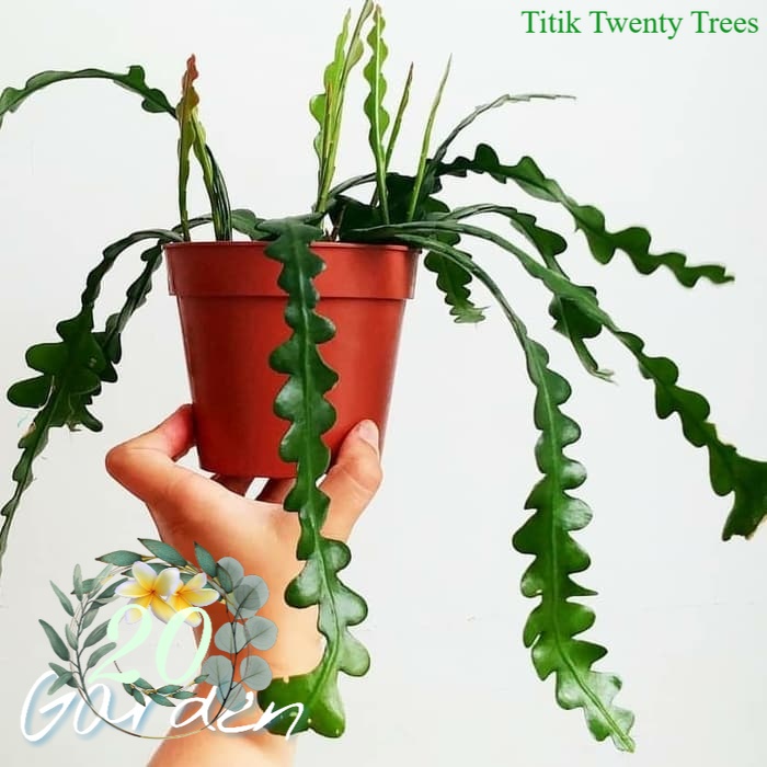 tanaman hias gantung wijaya kusuma keris - epiphyllum anguliger / tanaman hias hidup / tanaman hias / tanaman gantung / tanaman hias gantung / tanaman hias murah / tanaman hias hidup murah / pohon hias