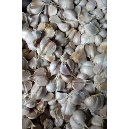 Bawang putih kating 1/2kg