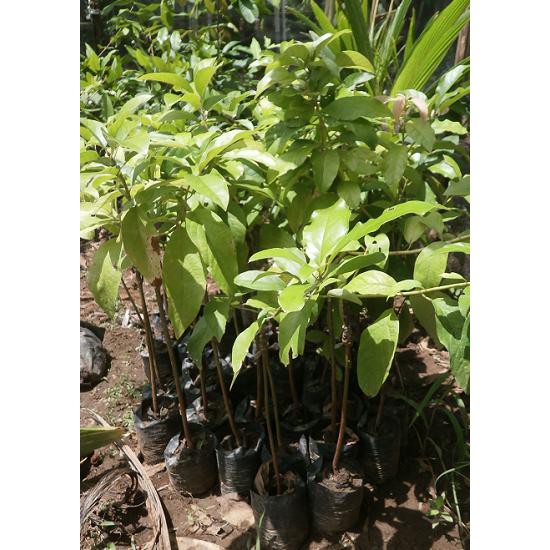 $$## bibit buah alpukat mentega merah