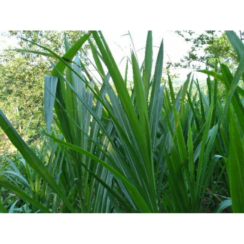 BENIH RUMPUT ODOT  RUMPUT GAJAH 1 PCS