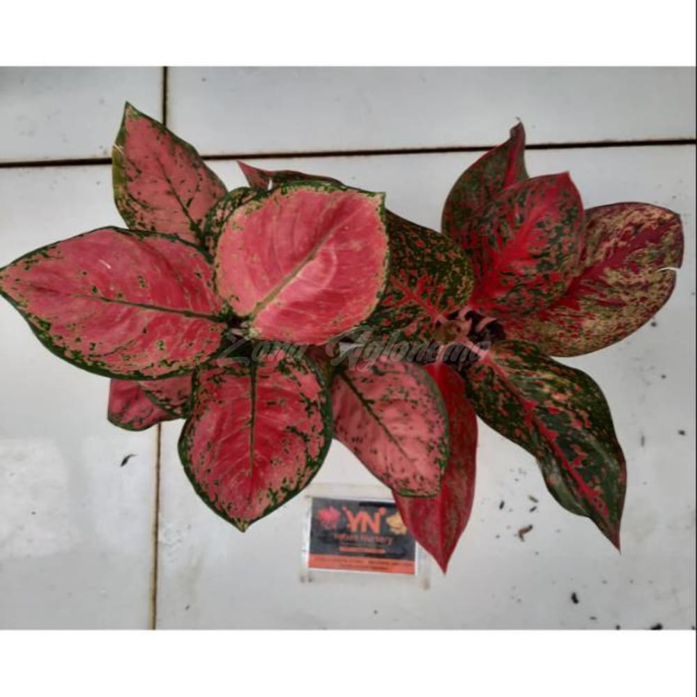 COD AGLAONEMA PINK KATRINA RED STARDUST