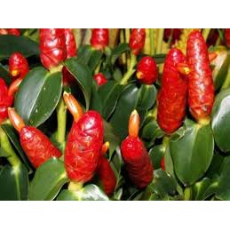 

Lempuyang Zingiber zerumbet (100 gr)