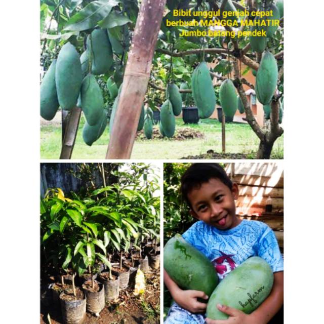 bibit unggul genjah mangga mahatir jumbo super manis cepat berbuah buah terbesar okulasi cangkok