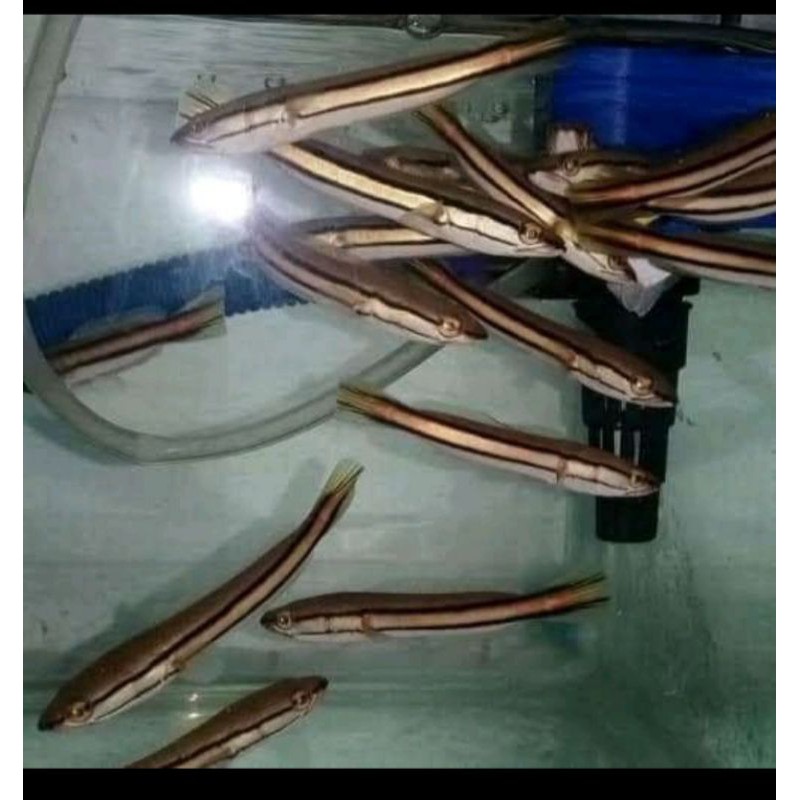 ikan hias gabus toman