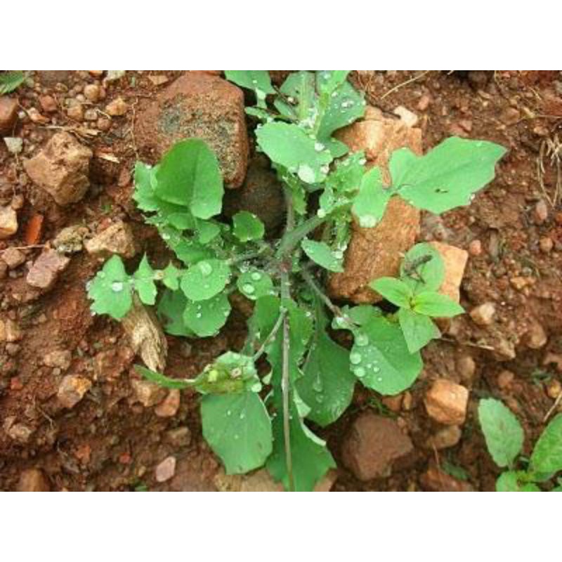 daun jonghe segar 250grm