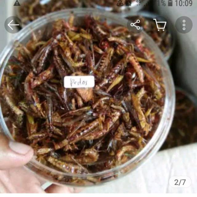 

Belalang uthis 220 gram