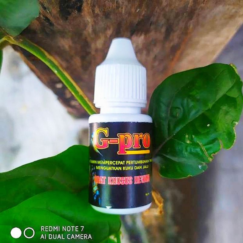 G Pro Obat Ayam Memacu Pertumbuhan Paruh Kuku Jalu Mengobati Paruh Kuku Jalu Patah Retak Ampuh Shopee Indonesia