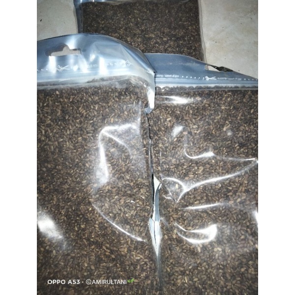 

biji pohon balsa 500g