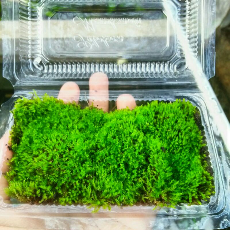 setar mos darat tanaman aquascape