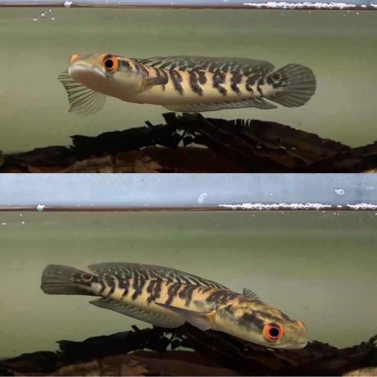 Terbagus.. Channa Maru Ys 15-17 cm great A+