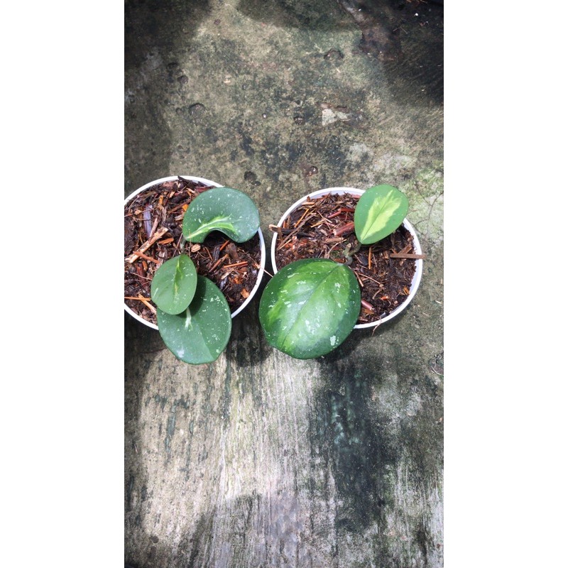 hoya obovata variegata