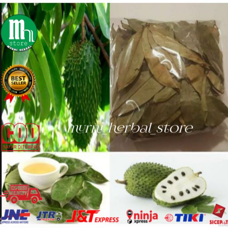 

Tanaman Herbal Daun Sirsak 100 lembar ( 150gram ).