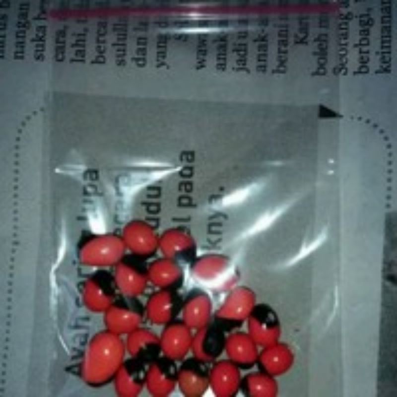 40 BIJI  DAUN SAGA /sogoktungteng BENIH DAUN SAGA (beli 2 gratis 20 biji)TANAMAN OBAT HERBAL DAUN