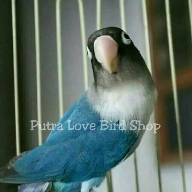 Love Bird Mangsi Perso Dewasa Siap Ternak Shopee Indonesia