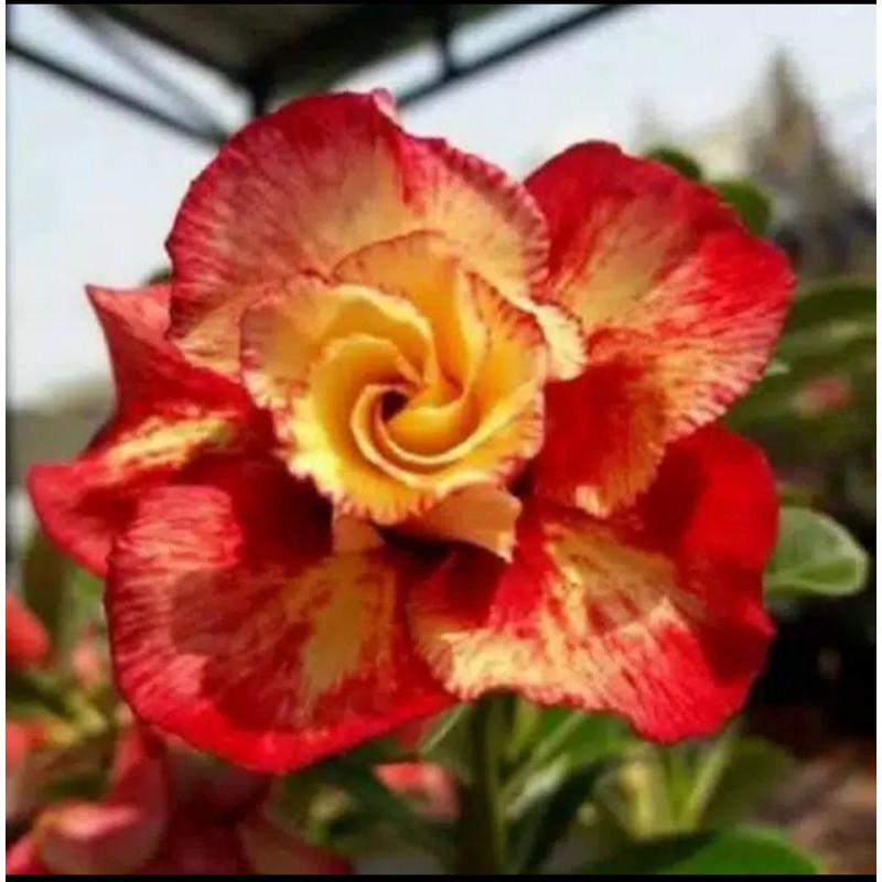 

BIBIT ADENIUM KEMBOJA JEPANG