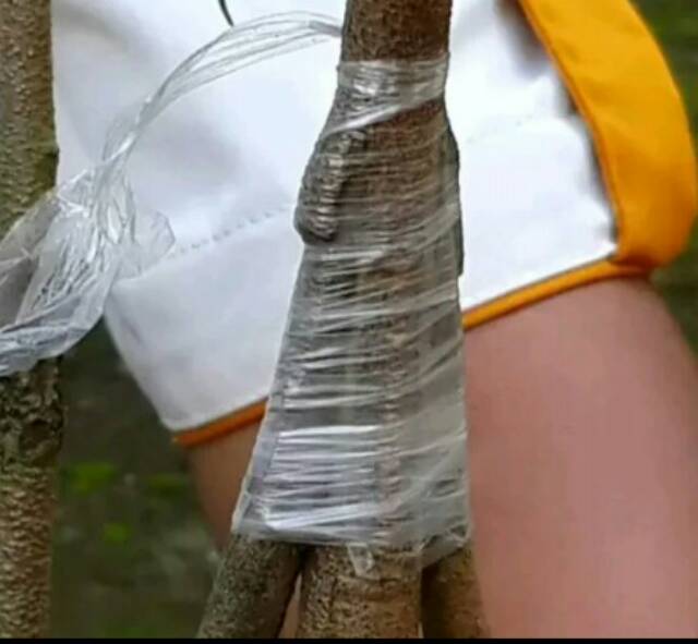 Grafting Tape Plastik Okulasi - Plastik Sambung Tunas 2 cm