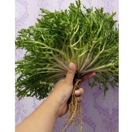 

endive sayuran segar / endive lettuce