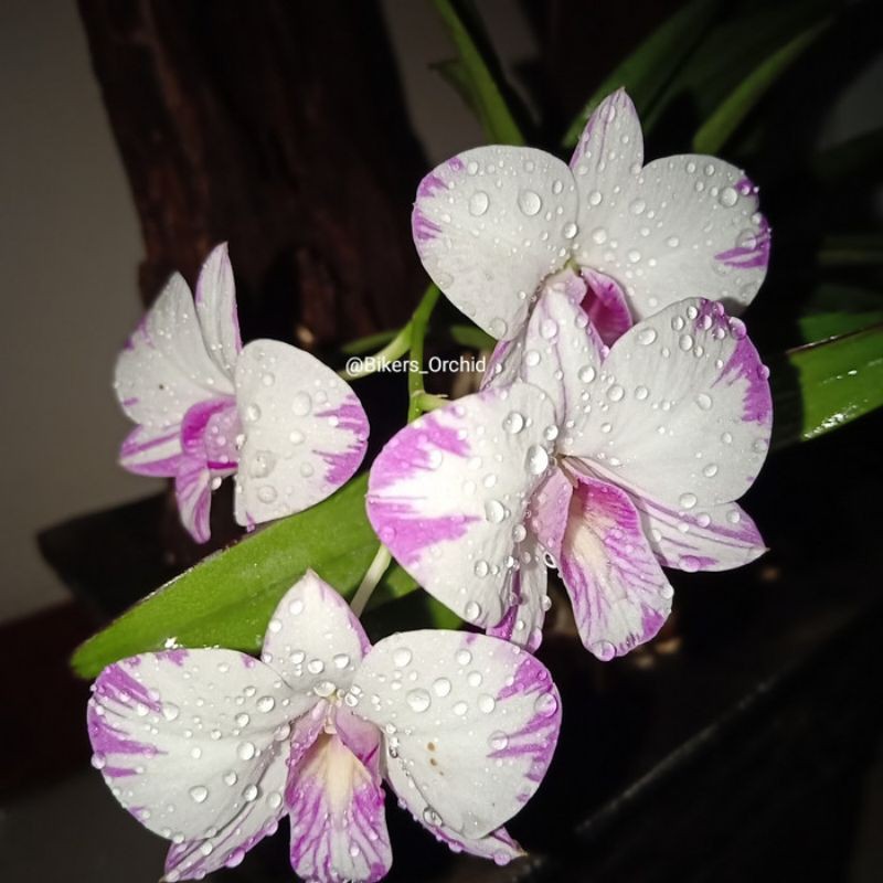Dendrobium Enobi splash