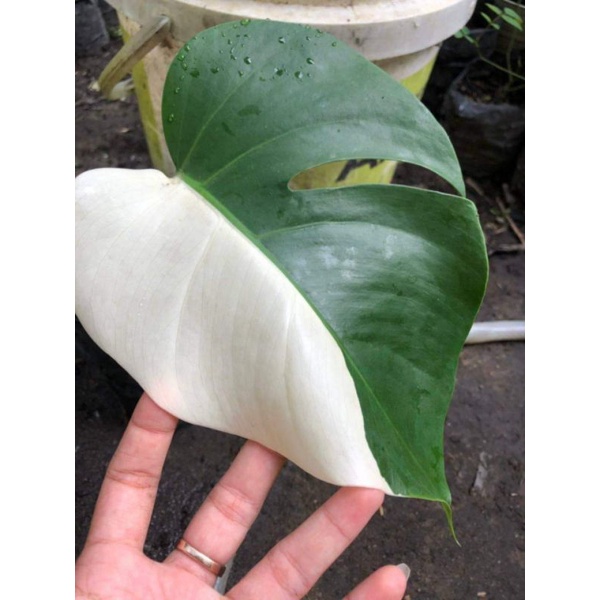 Anakan Monstera Varigata