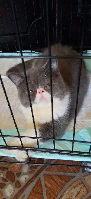 28 X 48 Kantong Plastik Kresek Loco Hitam Tipis Murah Harga Ekonomis