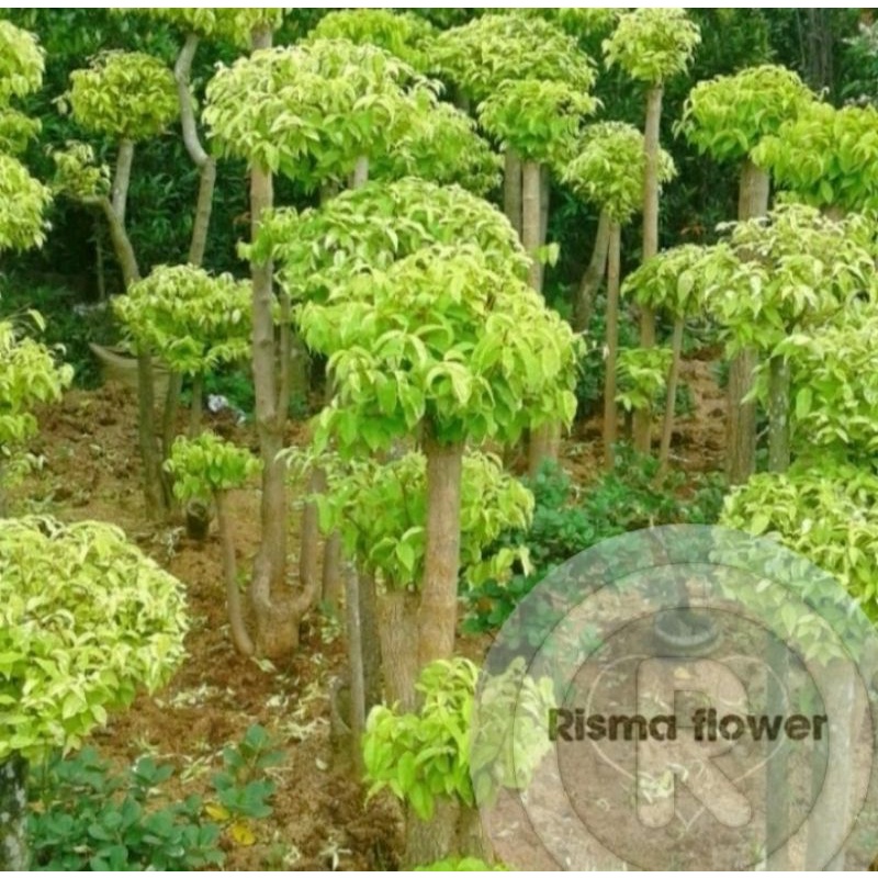 Pohon bonsai anting putri ± 1 meter ( tanaman hias bonsai anting putri besar )