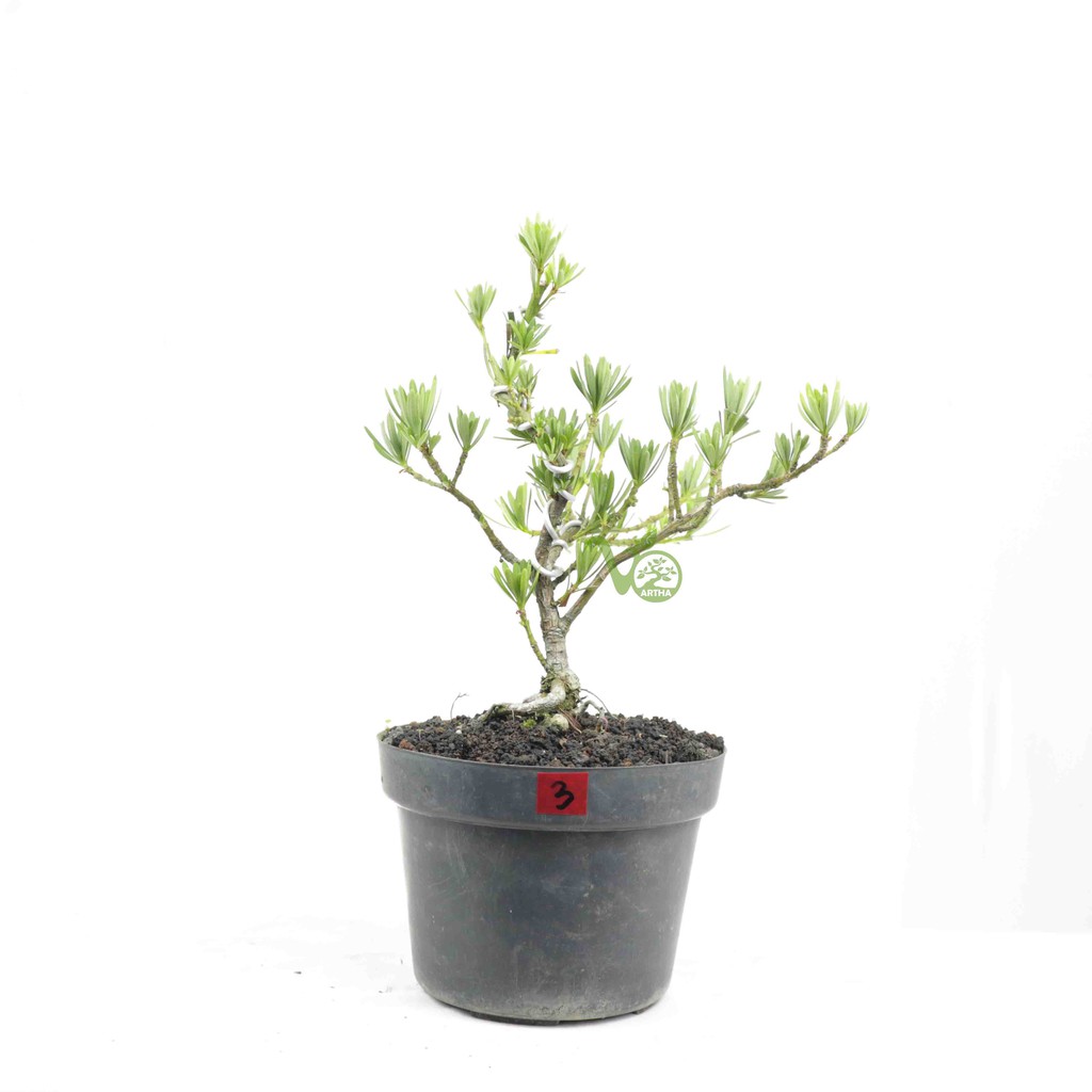 Bahan Bonsai Lohansung Biru - 3