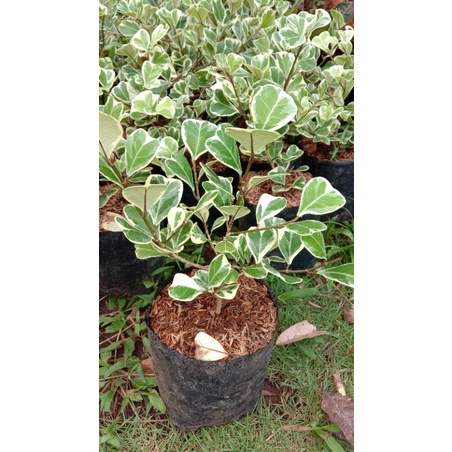 Beringin Butterfly Varigata // Bibit Bonsai Beringin Butterfly Putih / Bahan Bonsai Ficus Butterfly 