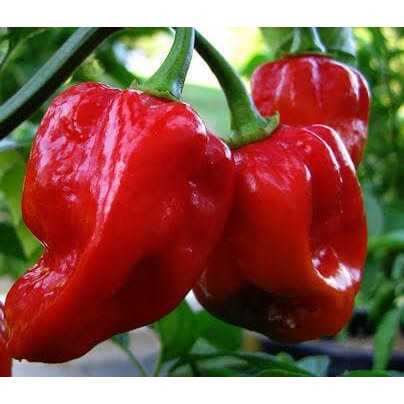 Unik Bibit   Benih  Seeds Cabe Hias Red Habanero Pepper Mudah Cabe Unik Murah