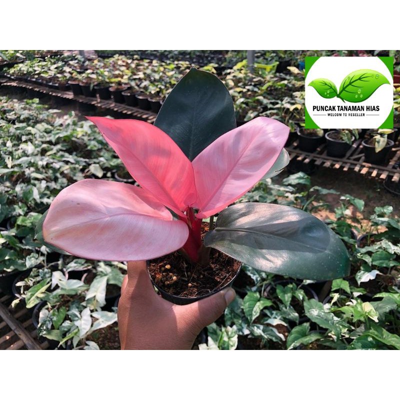 Philodendron pink congo - Pink congo