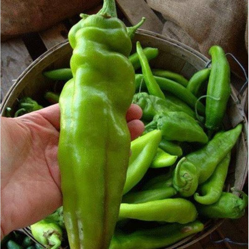 Benih CABE BESAR BIG JIM HOT PEPPER isi 1 biji