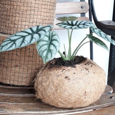 POT KOKEDAMA BESAR D20/POT JUMBO/POT SABUT KELAPA/POT TANAMAN HIAS