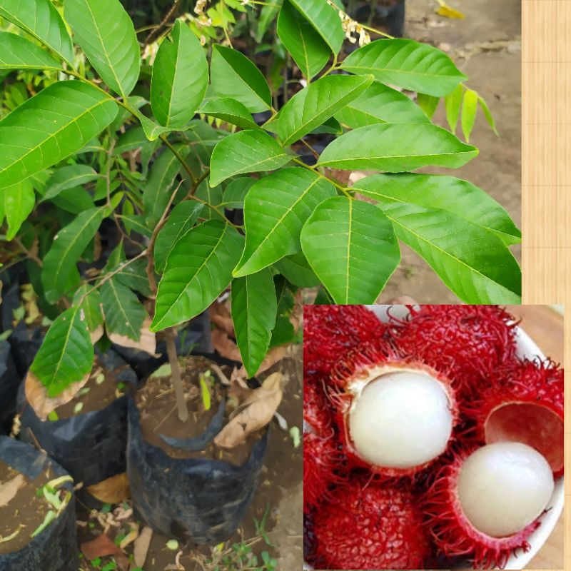 Bibit Buah Rambutan Binjai Stek Okulasi