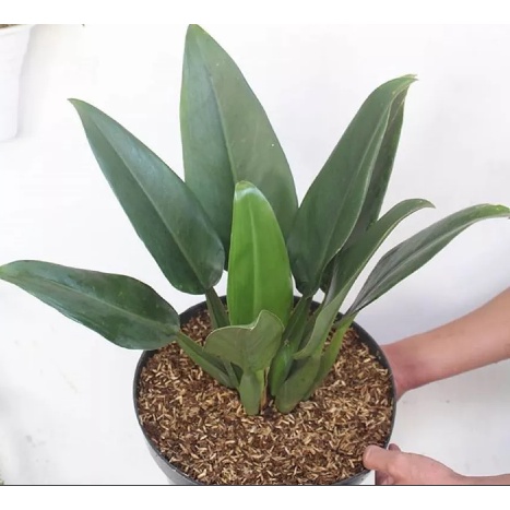 READY PROMO TANAMAN PHILO KATAK TANAMAN PHILODENDRON MARTIANUM MURAH TERAWAT