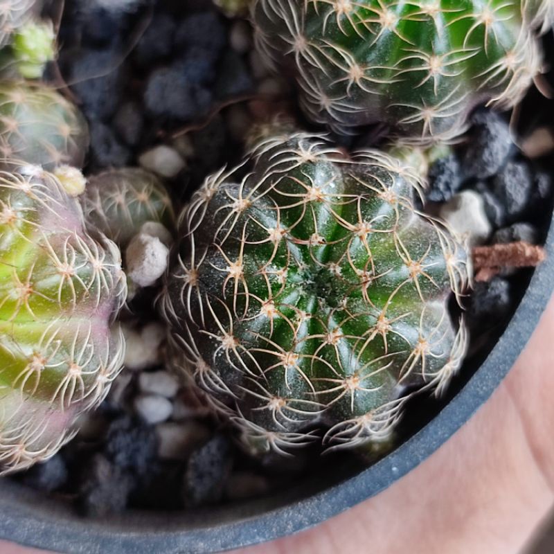 Lobivia arachnacantha ownroot langka